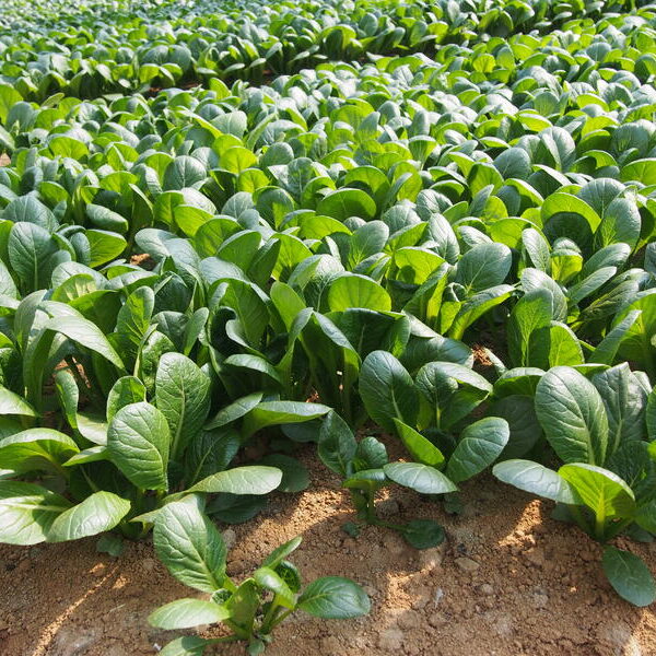 小松菜プラスワンがフルリニューアルしてオープンしました。